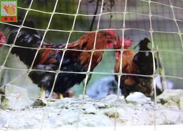 Il chiaro recinto di plastica su misura del pollame del pollo, pollame di plastica recinta, forza ad alta resistenza, 1.5M alto