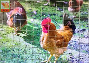 Reti di plastica grige del pollame, reticolato di plastica del pollame, 1M alto, lunghezza di 30M, maglia del giardino